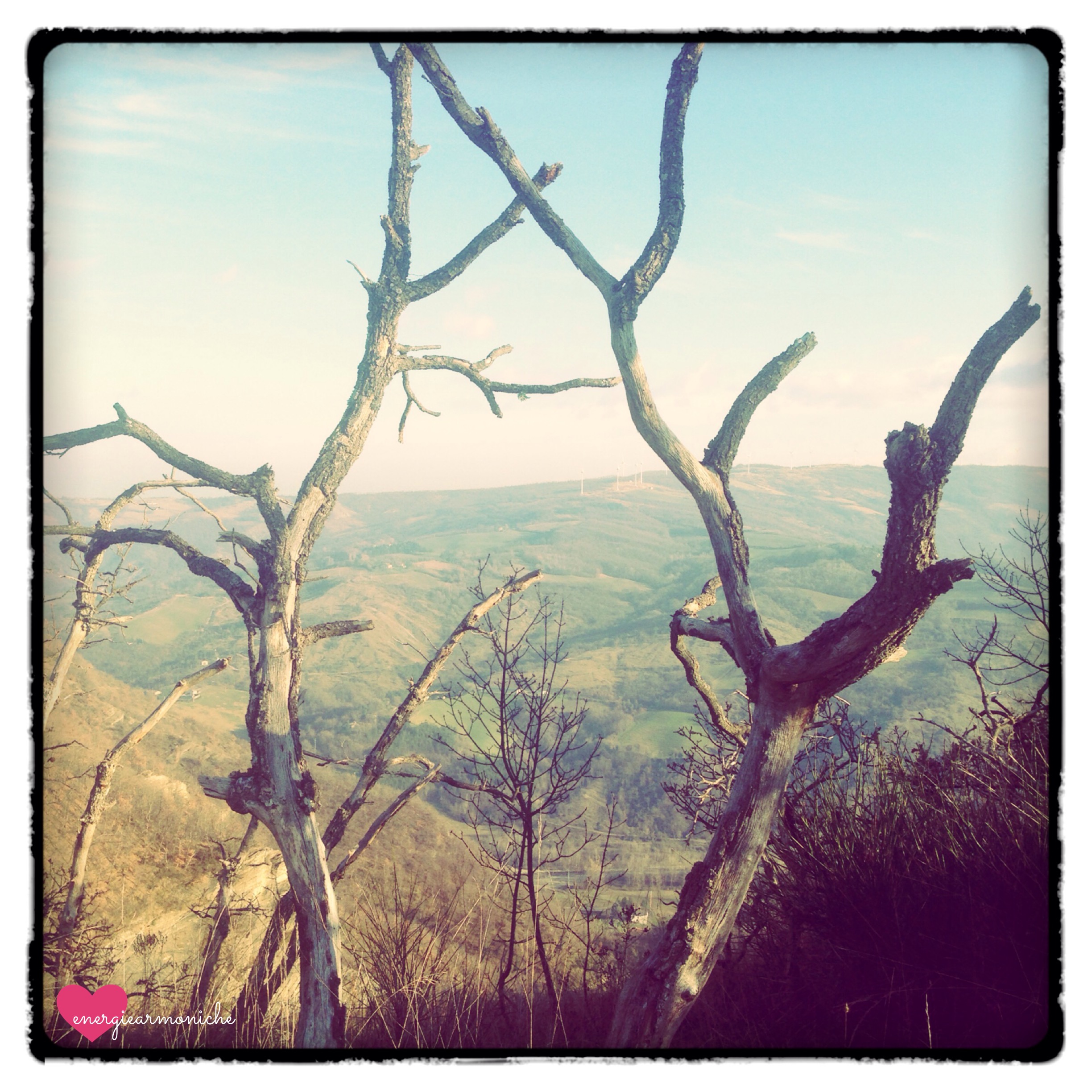 foto due alberi