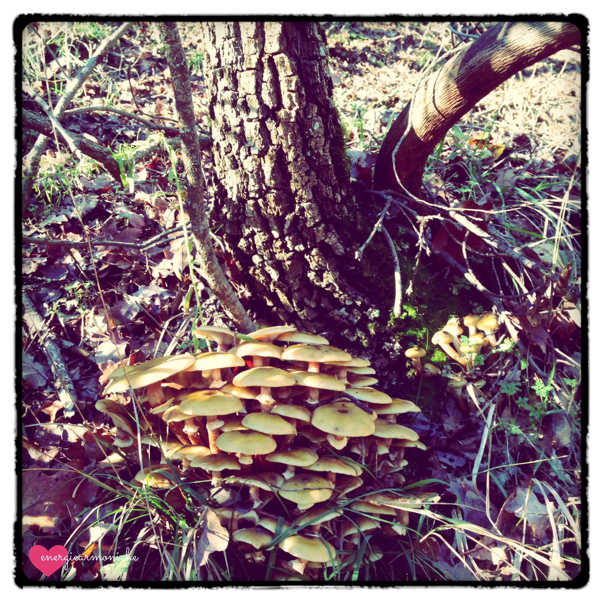 funghi